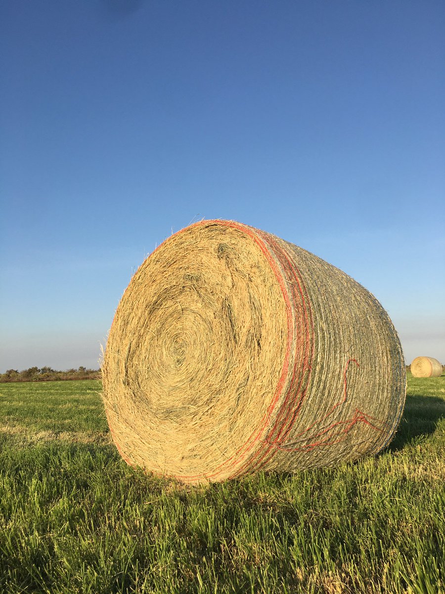 MrsPlains's tweet photo. Hay bales on Anna Plains station. Rhodes grass. #subsurfaceirrigation @Dstoate @KPCAssoc cows say “Bring it on” https://t.co/dxyJzszDRe