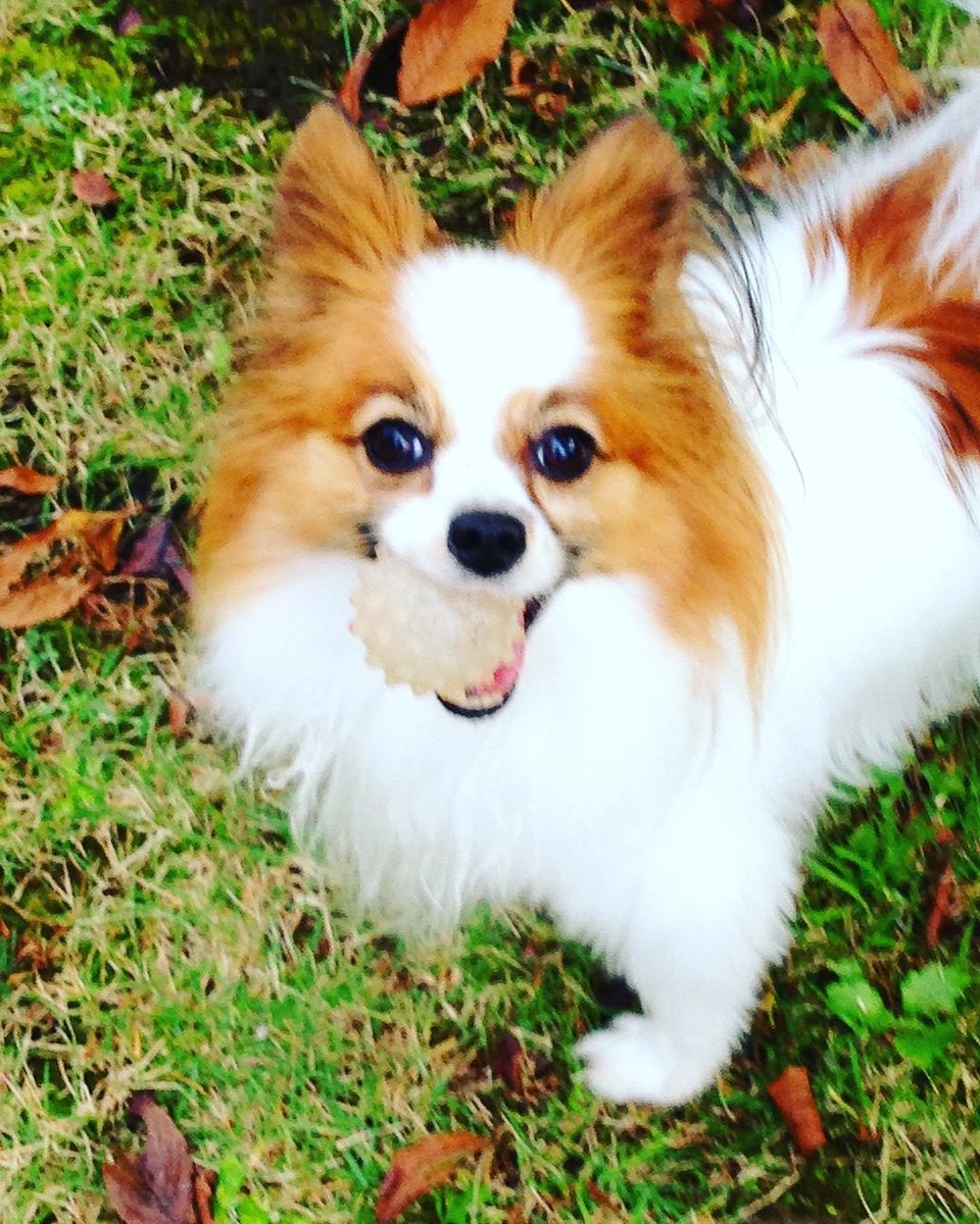 犬連れ去り Twitter Search Twitter