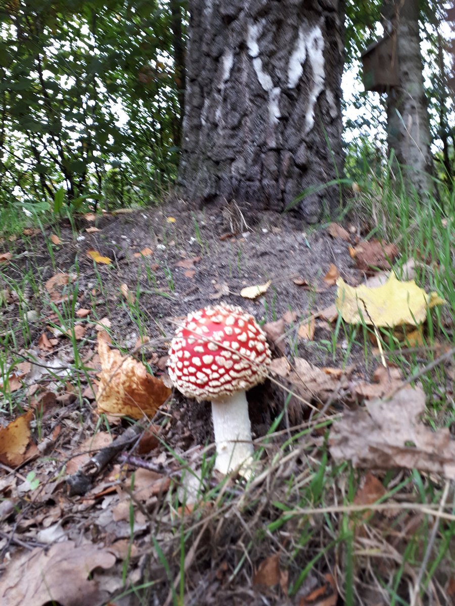 Loop zondag 20 okt mee met de Paddenstoelenwandeling van IVN Oss.
10 uur bij het Willibrordusputje in Oss.
ivn.nl/afdeling/ivn-o…