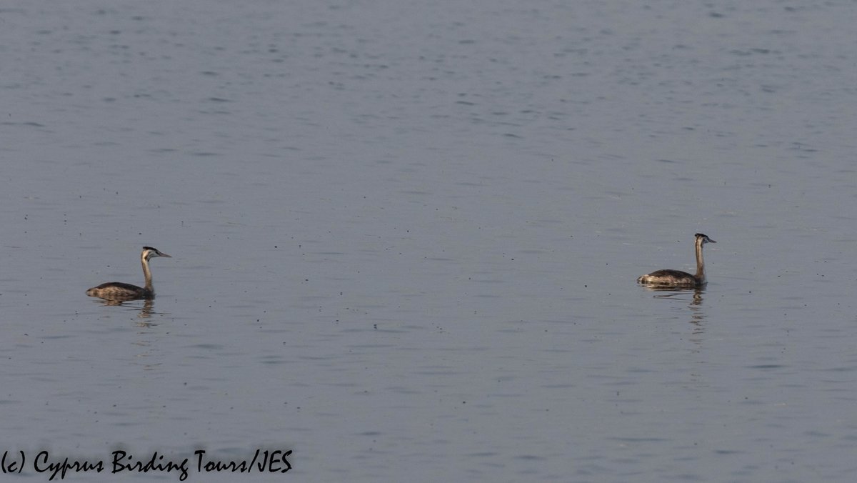 Two Great Crested Grebe on the Sewage Pools, two Eurasian Curlew along the coast and my first Eurasian Skylark of the winter were my best birds on a quick birdwatch around Larnaca early this morning #cyprusbirds