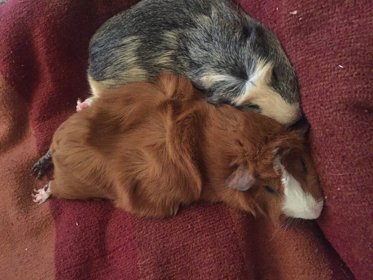 badgerbumble's tweet photo. @sometimeredhead #bumblefact I didnโt like being cuddled when I first got home, but my brofur Badger loved it! I think I learnt from him and now I love a #hoomcuddle https://t.co/w9Ti2ouL5Y