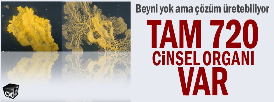 Licked iflos mushuk hikoyalar Hammomda nudist jinsiy aloqa