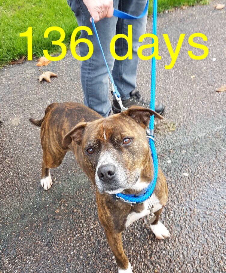 BirkenheadKennels tweet media