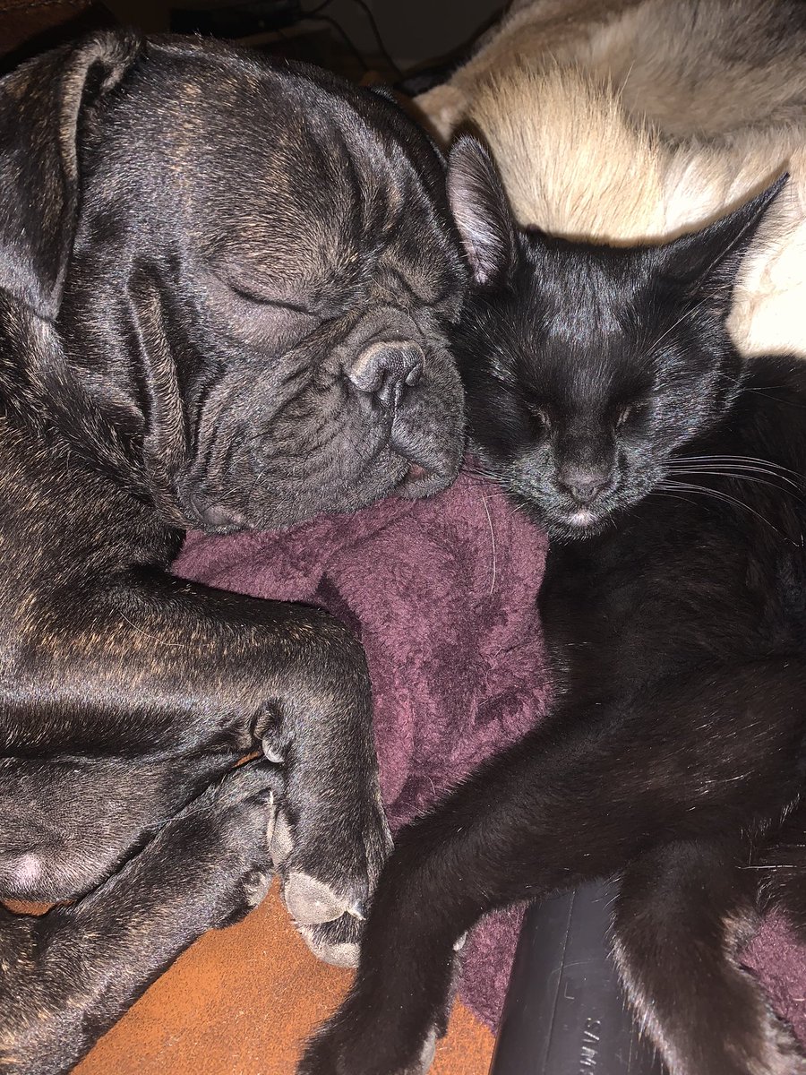 look how precious uzi and luna are :,)