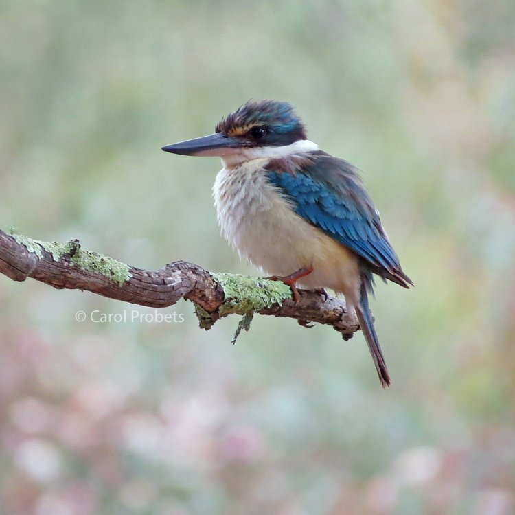 Sacred Kingfisher with very blue wings contrasting with its white breast and collar.