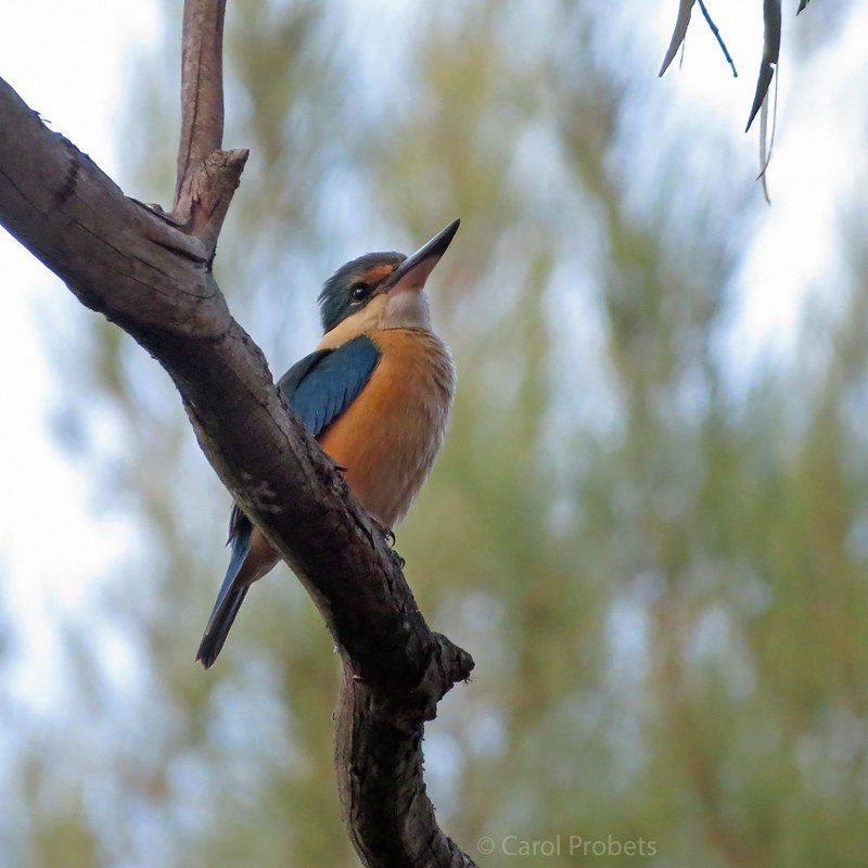 Looking up at a Sacred Kingfisher with deep blue wings and a rich buff breast.