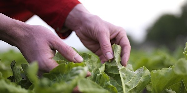 Bietenblad als grondstof voor eiwit  duurzaamnieuws.nl/bietenblad-als…