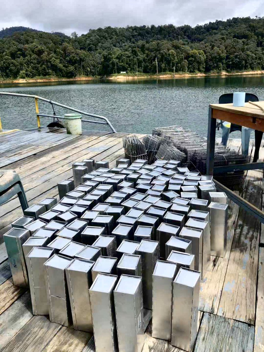 SZBiodiversity's tweet photo. 1st season of the 1st reservoir of the #SEAsiaHydroProject is finished! Excellent work by @APalmeirim and @davidlobo91 using @AudioMoth #cagetraps and #cameratraps to survey #mammals on #islandfragments at #TasikKenyir #hydropower #fragmentation #beforeandafter https://t.co/zvJZAk39Fo