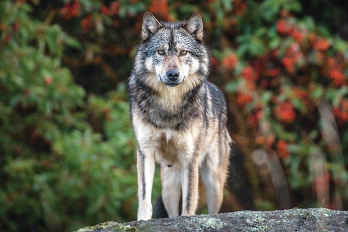 Some wolf townlands in N  #Ireland for  @placenamesni:-Feltrim (Faeldruim), Co Down, "wolf ridge"-Breaghy/Breaghey in Tynan parish, Co Armagh, "wolf"-Breagho, Enniskillen, Co Fermanagh, "wolf"-Ballybreagh (Baile Bréach) in Kilmore, Co Armagh, "town of the wolf" K Hickey 