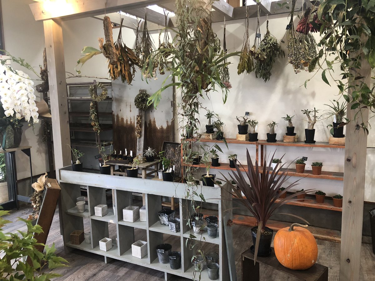 𝕐𝕠𝕤𝕤𝕐 今日は友人が笠間に花屋を開業させたのでちょろっと行ってきました 店名が Standard Flower Garage 男性店主故の 男性が入りやすい雰囲気 作りがしてあります 多肉植物 塊根植物 ドライフラワーも取り扱ってました 𝕐𝕠𝕤𝕤𝕐 今日は友人が笠間に花屋を開業させたのでちょろっと行ってきました 店名が Standard Flower Garage 男性店主故の 男性が入りやすい雰囲気 作りがしてあります 多肉植物 塊根植物 ドライフラワーも取り扱ってました