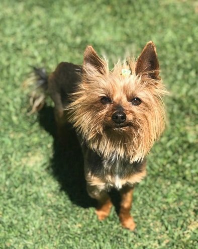 SAYorkieRescue's tweet photo. Gauteng,Heidelberg:Three adorable #Yorkies need their #foreverhome. Please click on their link to read more about them:https://t.co/Y0F4qkHoMx
#SAYorkieRescue #SAYRGauteng #YorkshireTerrier https://t.co/KVRTCZrsxJ