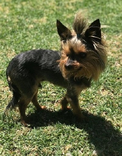 SAYorkieRescue's tweet photo. Gauteng,Heidelberg:Three adorable #Yorkies need their #foreverhome. Please click on their link to read more about them:https://t.co/Y0F4qkHoMx
#SAYorkieRescue #SAYRGauteng #YorkshireTerrier https://t.co/KVRTCZrsxJ