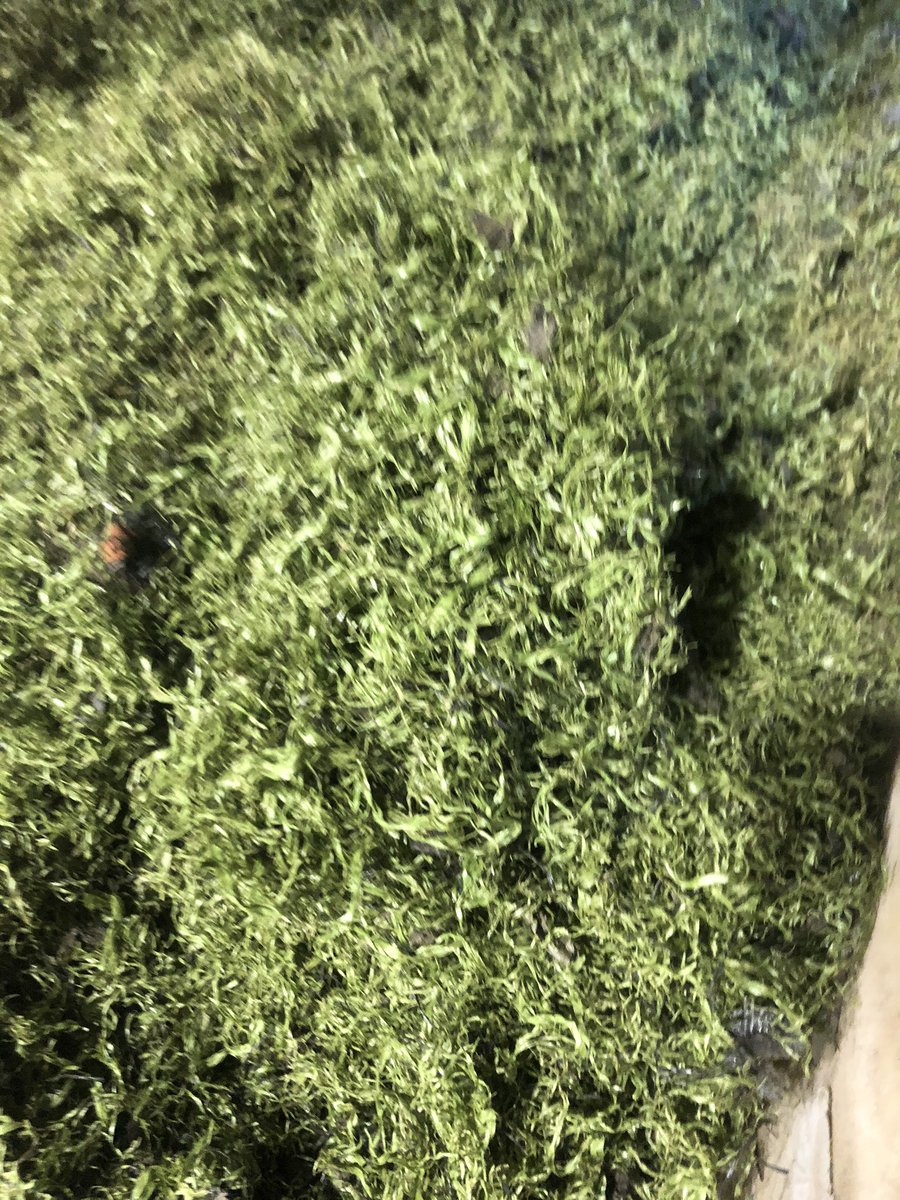 Recycling been hot topic .. busy day in yard.. processing .. another 28t of reclaimed sand back into supply chain , scrap fibres of shredding line, equestrian rubber production as well..♻️♻️♻️#sapca