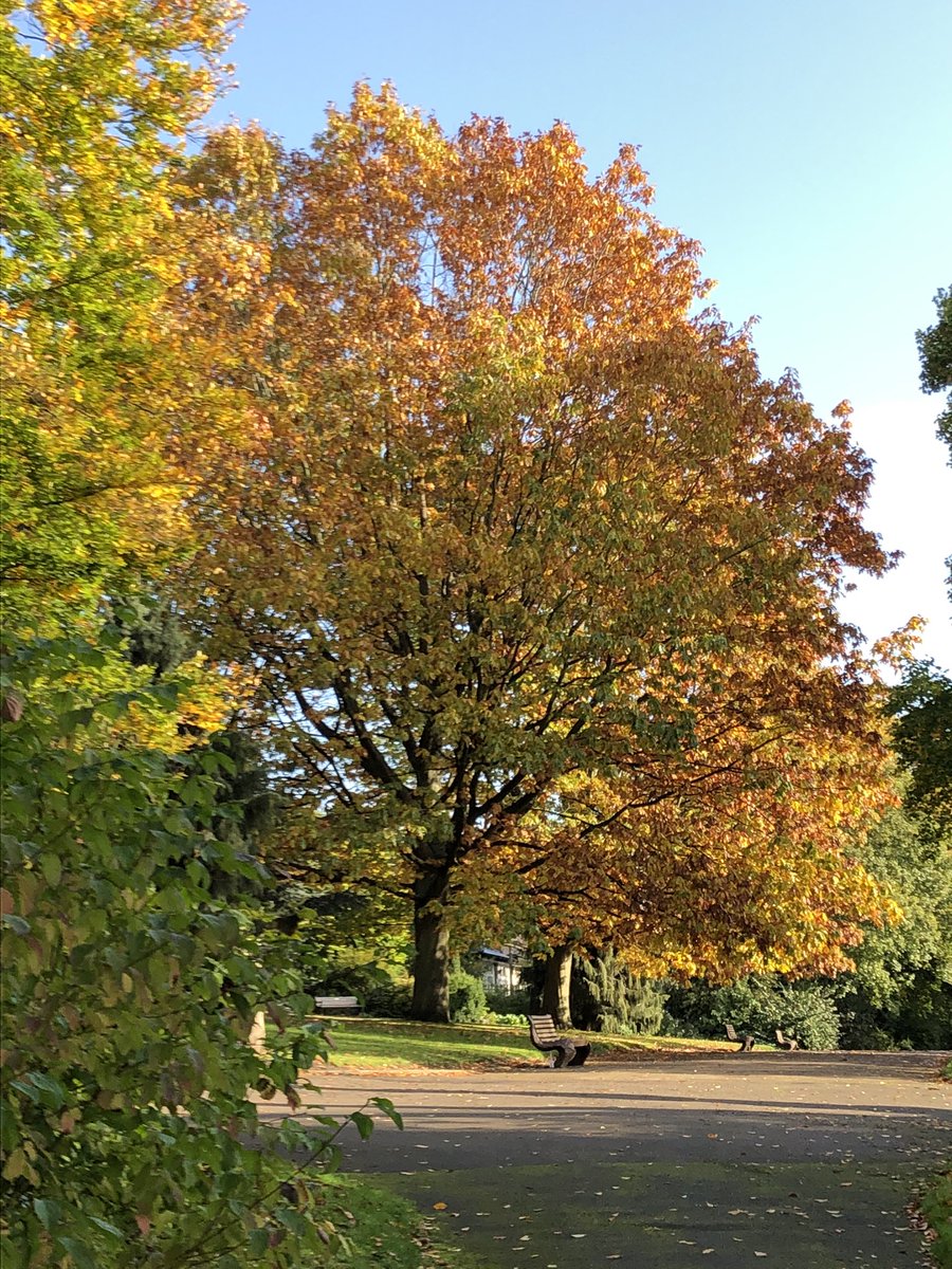 NottsHighIJS's tweet image. What a beautiful morning for an autumn🍂 walk in The Arboretum #somuchmore #FutureWeek #Nottingham