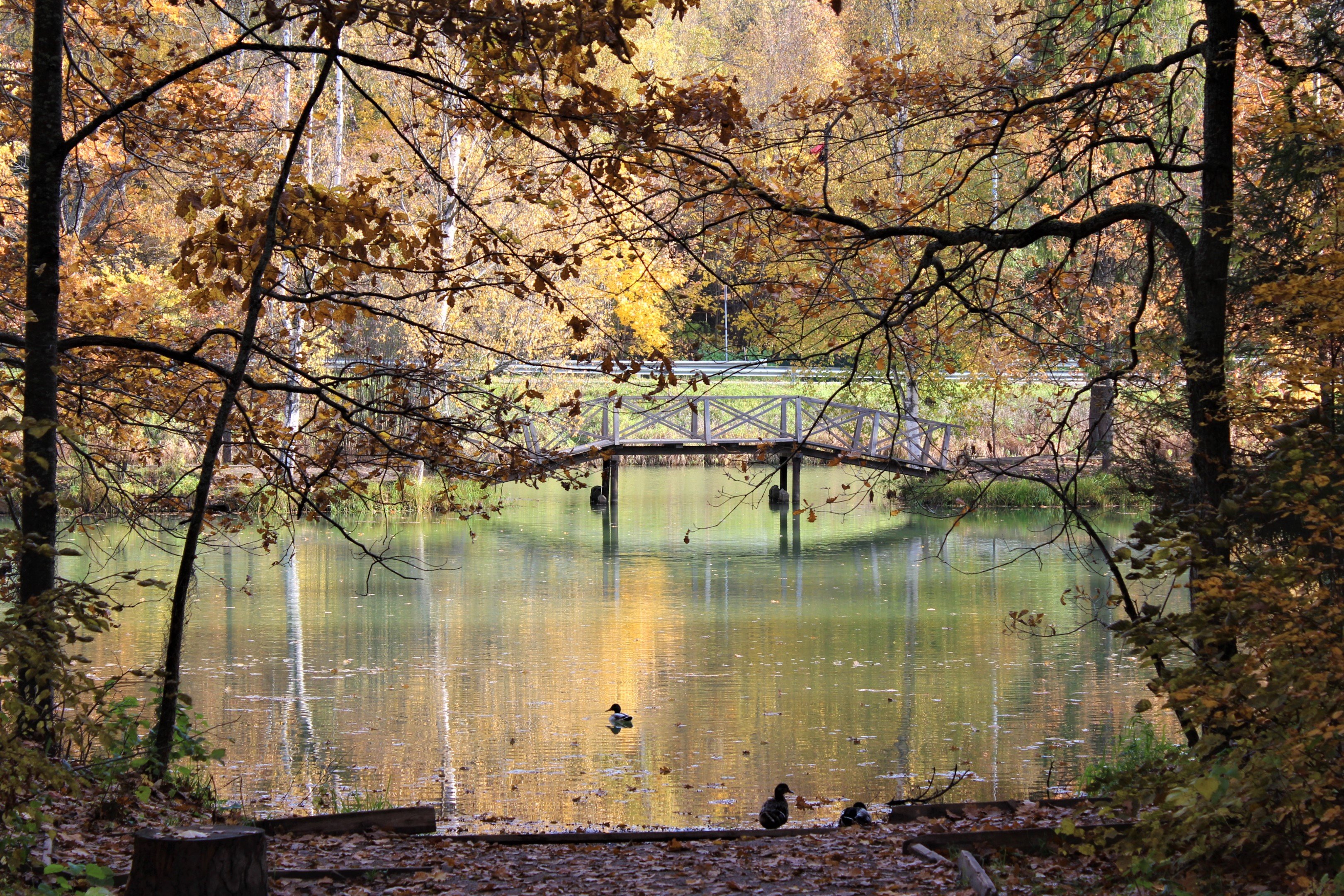 Осенний пейзаж Абрамцево
