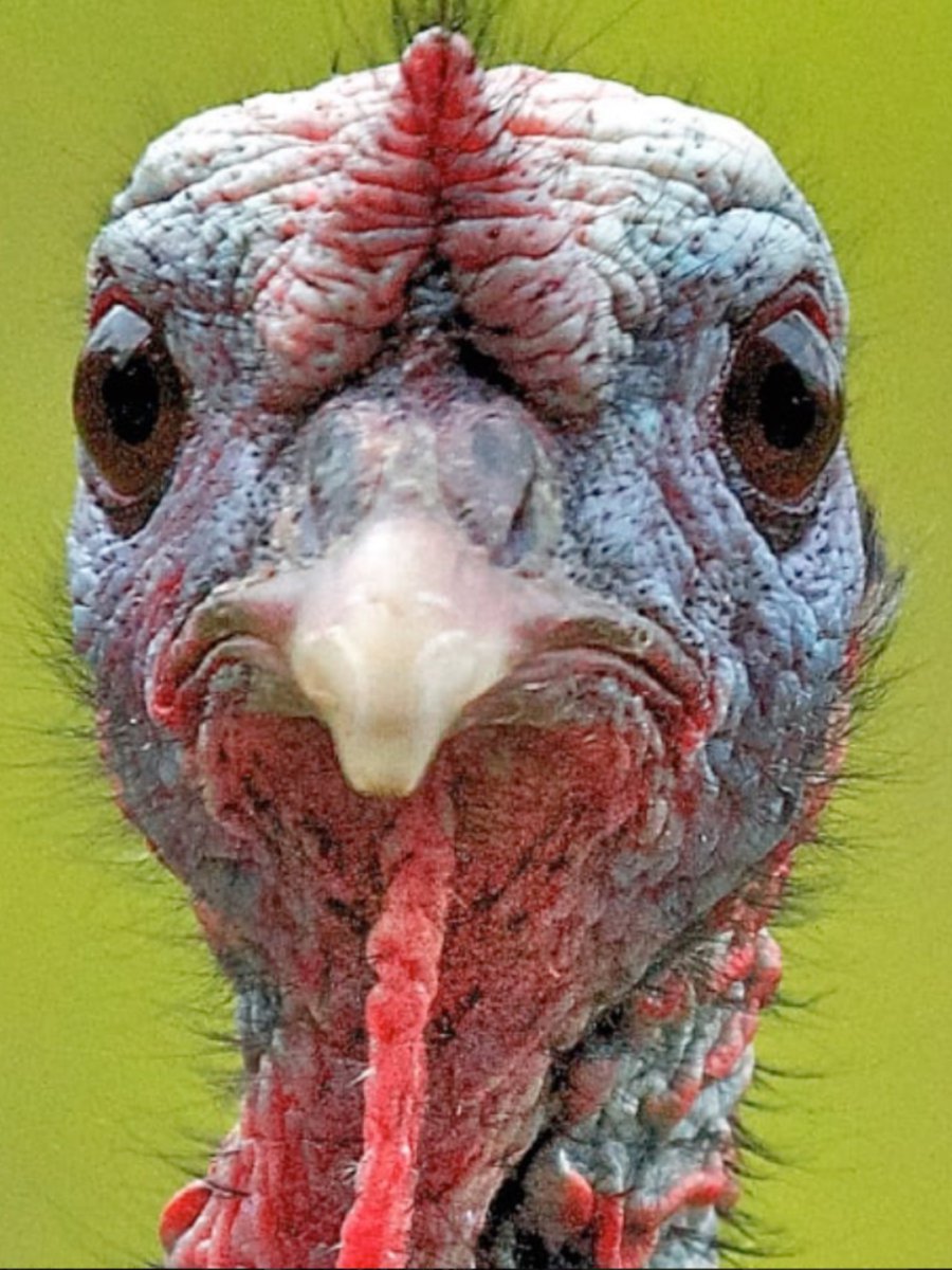 newjonnyberlin's tweet photo. The first #turkey of the year has shown itself

@LuisaPorritt #LuisaPorritt #LondonLibDems 

This woman is the deputy leader of #LibDemMEPs and on @LBC she showed what idiots they are........#depressing  

Well done @IainDale for exposing this fraud https://t.co/gGQmnaw4fX