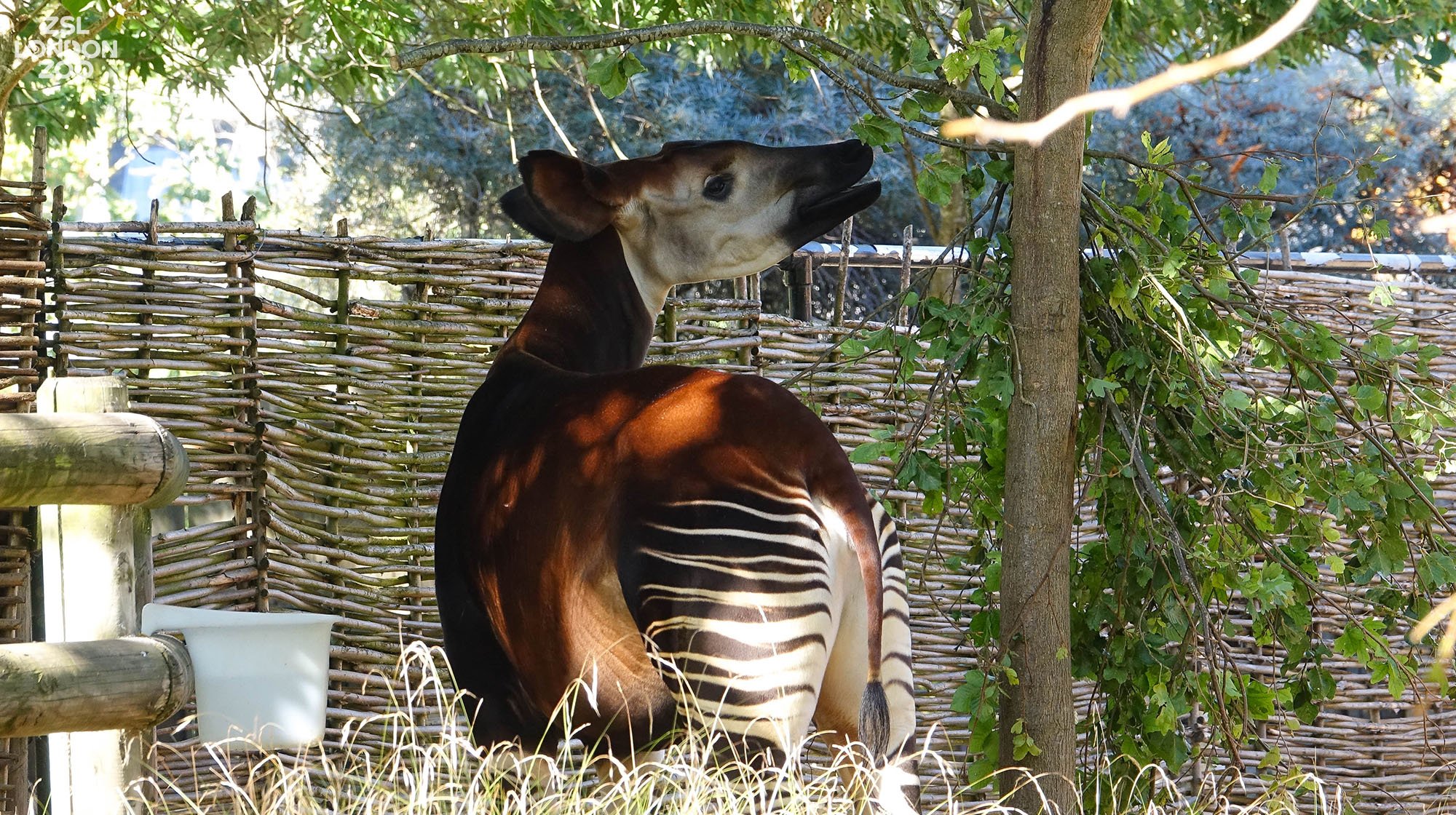London Zoo on Twitter: London Zoo on Twitter: