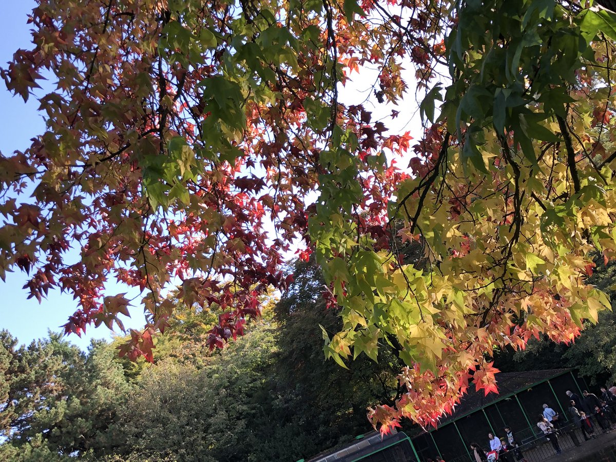 NottsHighIJS's tweet image. What a beautiful morning for an autumn🍂 walk in The Arboretum #somuchmore #FutureWeek #Nottingham