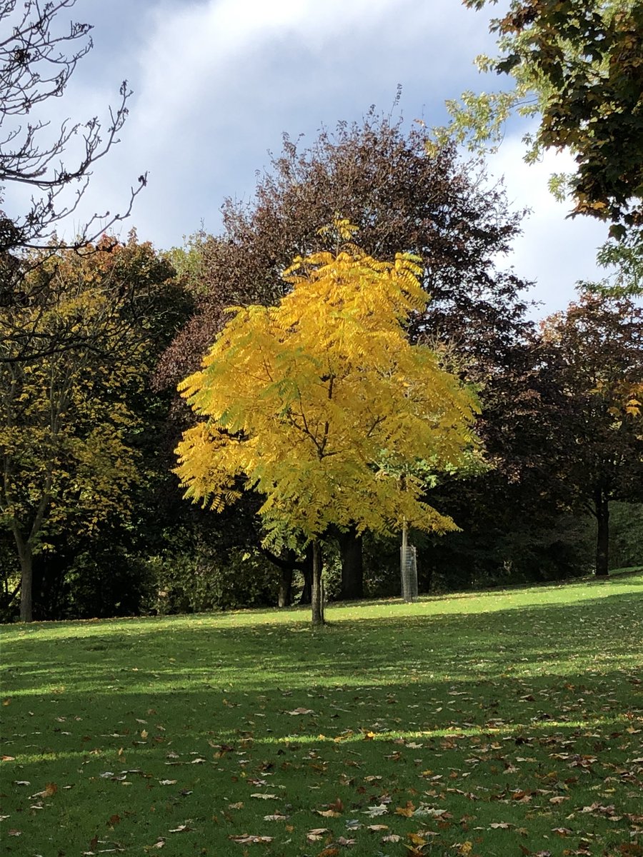 NottsHighIJS's tweet image. What a beautiful morning for an autumn🍂 walk in The Arboretum #somuchmore #FutureWeek #Nottingham