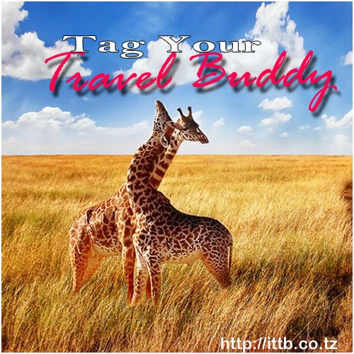 ittbtz's tweet photo. Tag your Travel Buddy👫👯♀️
#ITTB #TravelBuddy #safari #wildlife #africa #nature #travel
#Tanzania #africa #happy #holidays #tourism https://t.co/G5owW0WrdT