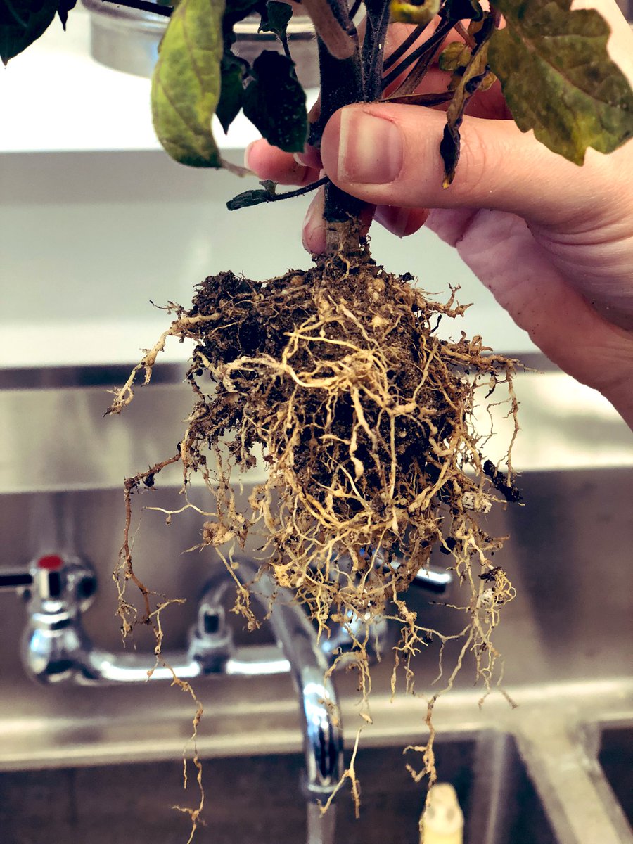 JeffBarizon's tweet photo. Galling on 🍅 root caused by the #nematode Meloidogyne incognita. Believe or not, more than THREE HUNDRED THOUSAND eggs were extracted from those tiny galls. #teamtode #ISU https://t.co/Vj0S8Xw277