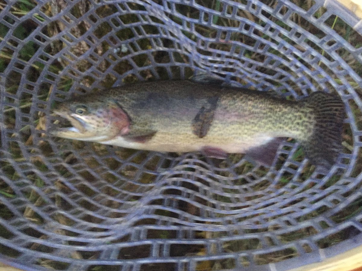 PBWeiss's tweet image. Six fat rainbows in hour around sunrise.  Whitewater River is still rather stained but fishable.