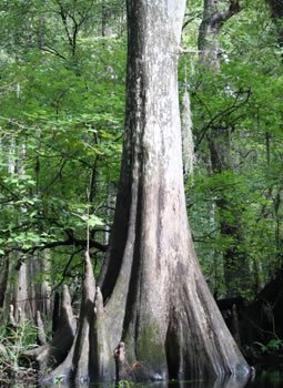 Cypress_Info photo