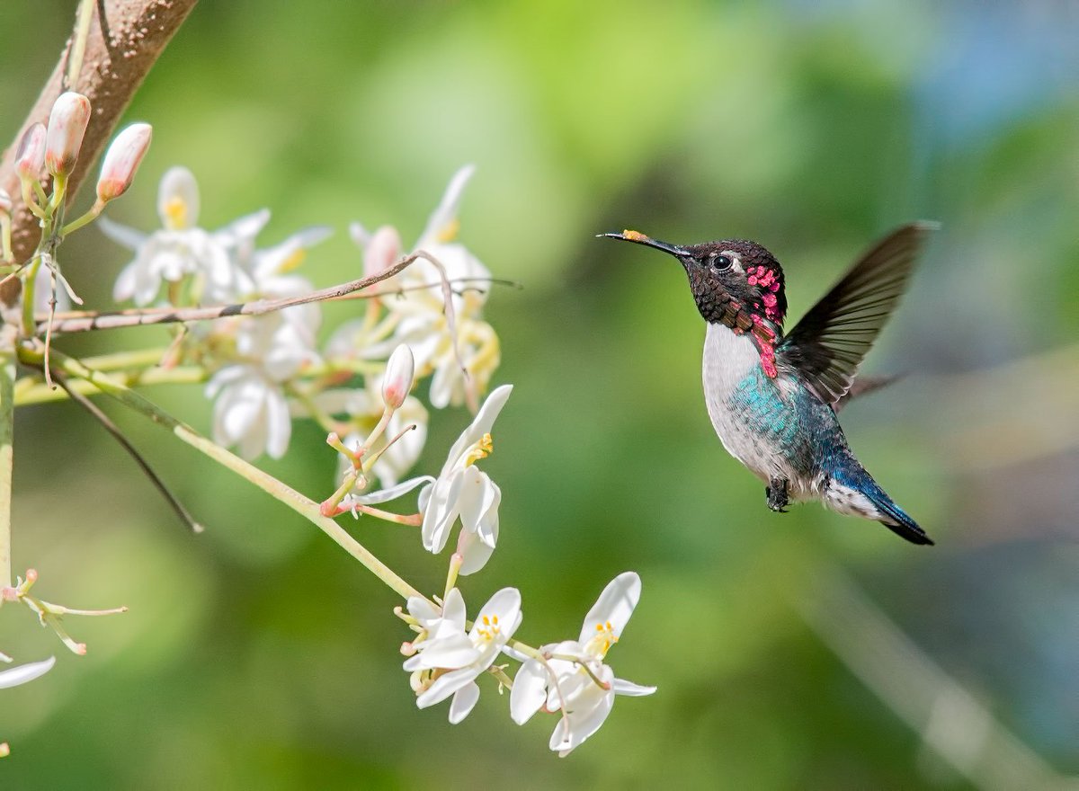 Day 5 of #BirdFacts and we're hitting you with some of the smallest birds you can find, Hummingbirds!

Did you know that they are so incredibly lightweight that the smallest type of hummingbird, the bee hummingbird, weighs less than a penny?!