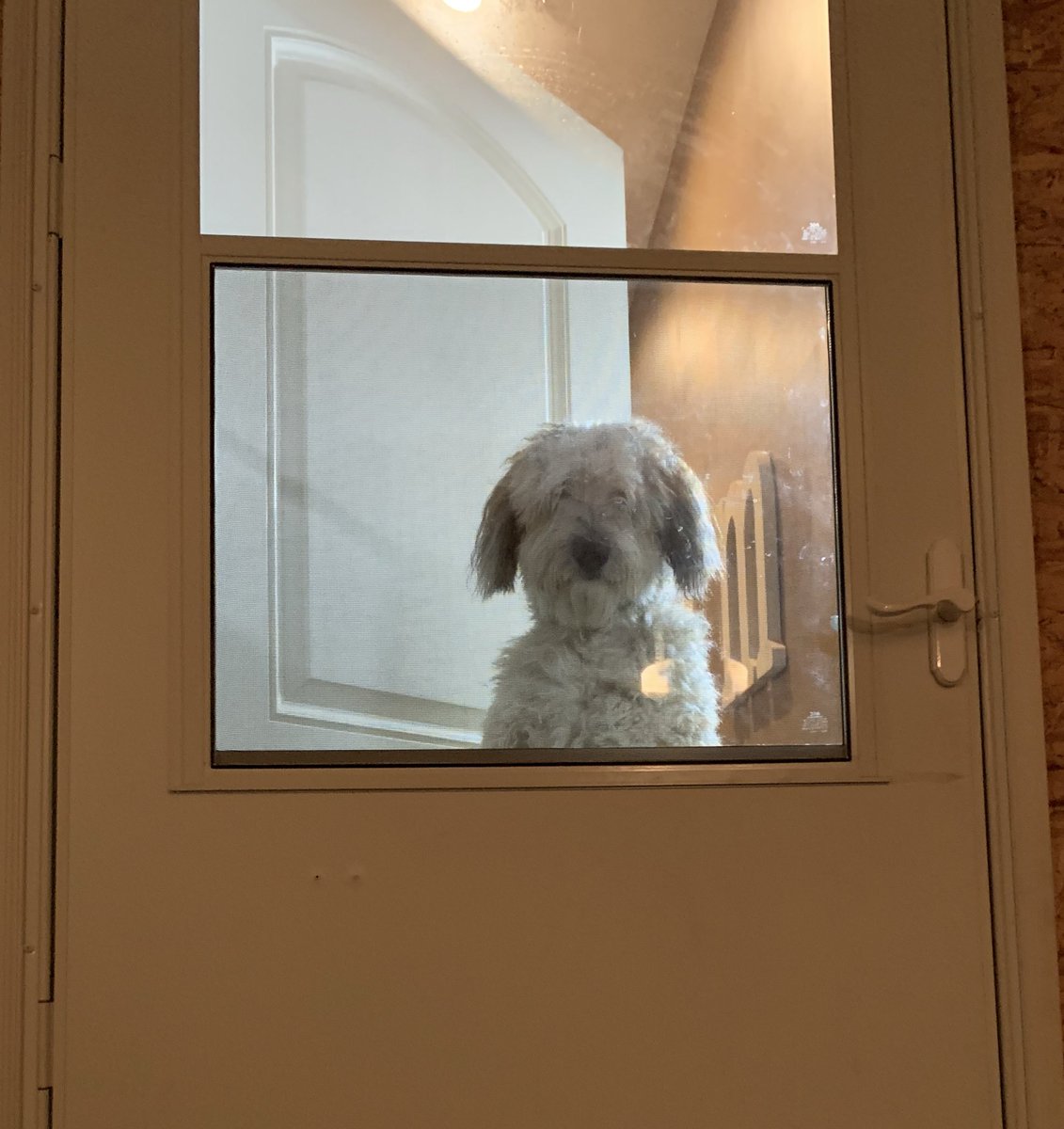joshmulvaney's tweet photo. Meet Scout. No matter what kind of day he has, # of squirrels he doesn’t catch, or treats he doesn’t get, he is there ready to greet whoever walks through the door with enthusiasm &amp; excitement. He lifts you up &amp; makes you feel like the most important person in the room. #BeScout https://t.co/KZNXbLr29R