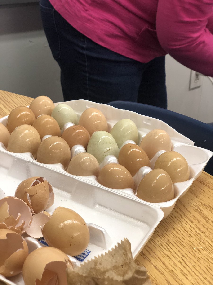 #FridayIntroductions: these are our little unnamed nuggets. We like to call them egg bowl and burrito 🐔