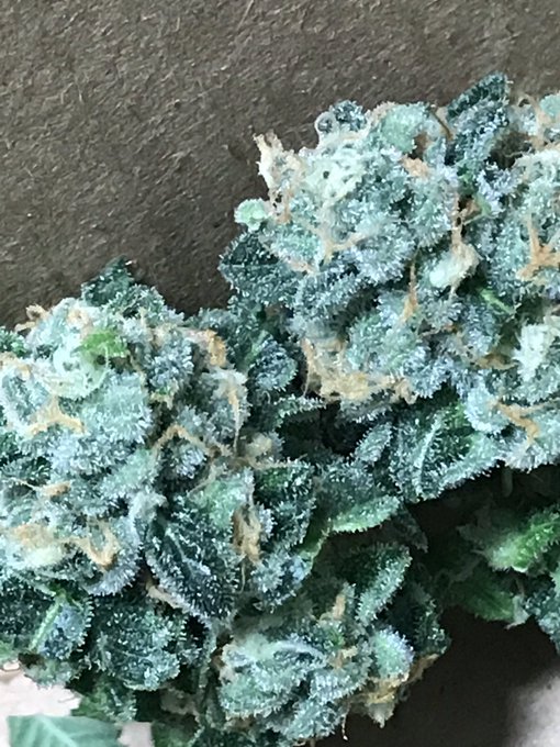 #cookiesncream #msgreenthumbs #420friendly #hemptress https://t.co/tE1PjaQSbQ<a href="/tag/cookiesncream"class="tags">#cookiesncream</a><a href="/tag/msgreenthumbs"class="tags">#msgreenthumbs</a><a href="/tag/420friendly"class="tags">#420friendly</a><a href="/tag/hemptress"class="tags">#hemptress</a>