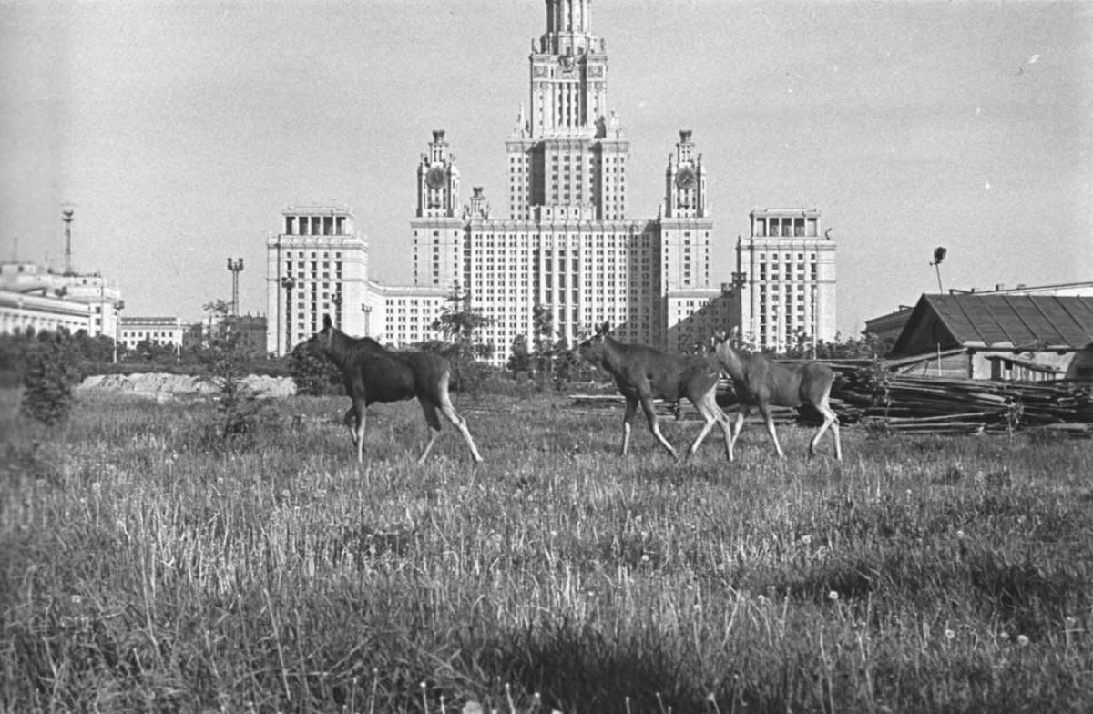 Лоси у МГУ. 1961 год