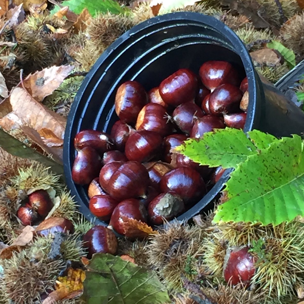 That first batch harvest continues with this seasons Sweet Chestnuts 🌰 castanea.  Hand foraged from our tree in Kent. Roasted before going in the Cantium Gin. #yummy #gin #chestnuts #botanicals #spirit #cocktail #forage