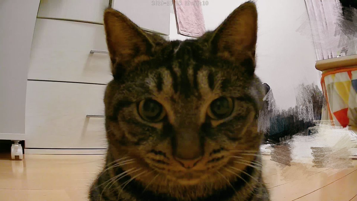 保護猫ぎん どら 我が家に猫監視カメラを導入 これで出先でも猫を見放題だ 早速カメラに向かってキメ顔をくれるぎんくん 猫好きさんと繋がりたい 猫画像 ペットカメラ 保護猫ぎん どら 我が家に猫監視カメラを導入 これで出先でも猫を見放題だ 早速カメラに向かってキメ顔をくれるぎんくん 猫好きさんと繋がりたい 猫画像 ペットカメラ