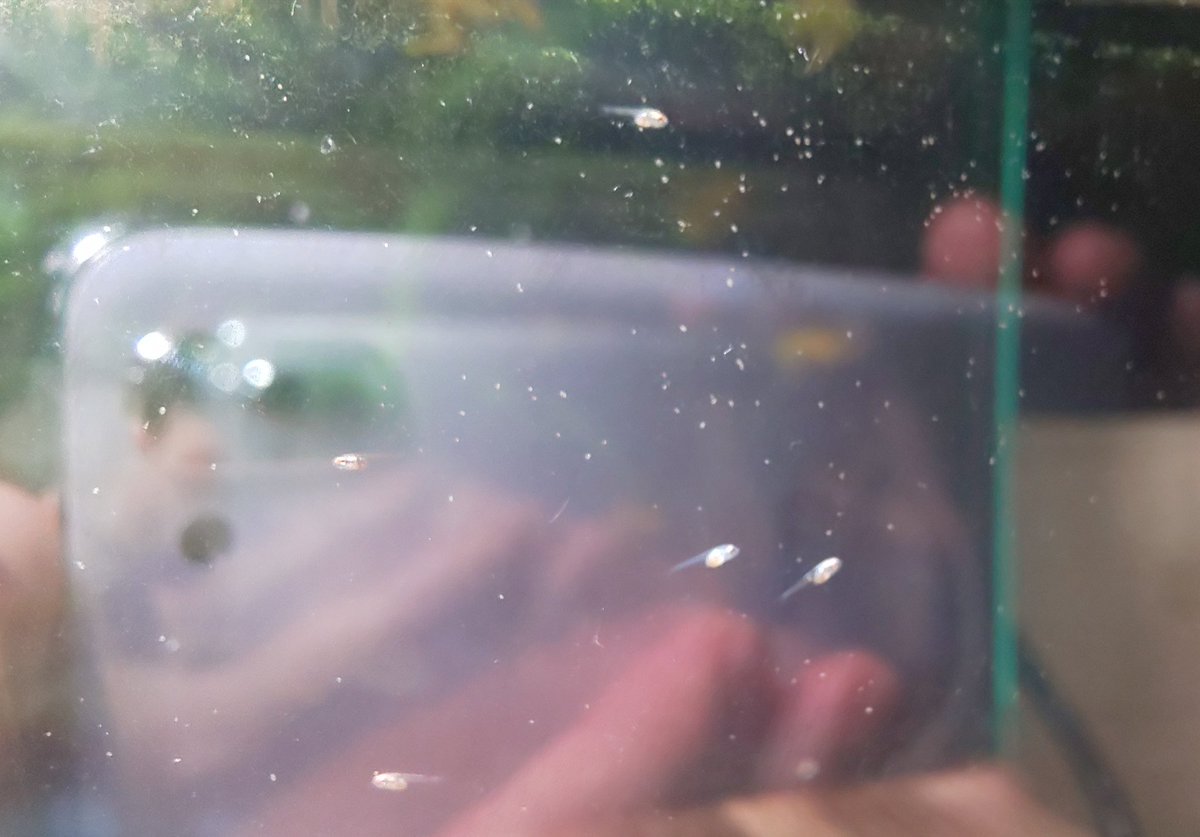 marerium's tweet image. 沈殿したゴミを集めといたペットボトルに微生物の素を投入してたら、白いツブツブが増殖した。
走行性があるようなのでライトで集めてベタ子水槽へ。
うまうま♪😋💓💞
で、この微生物は何者でしょう？#ゾウリムシ？#ワムシ？？
#ベタ #アクアリウム