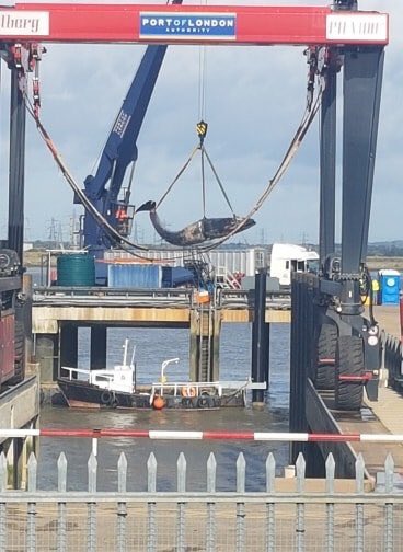 WharfNews's tweet photo. Sadly just a couple of weeks ago it took 3 boats to haul “Hessy” , 33ft humpback #whale, from the Thames at Denton Wharf.(it was just discovered a large wound was indicative of a ship strike)

#Kent #WharfNews 

*Photo by Graham at Wavecrest https://t.co/5jJmwm3UxC