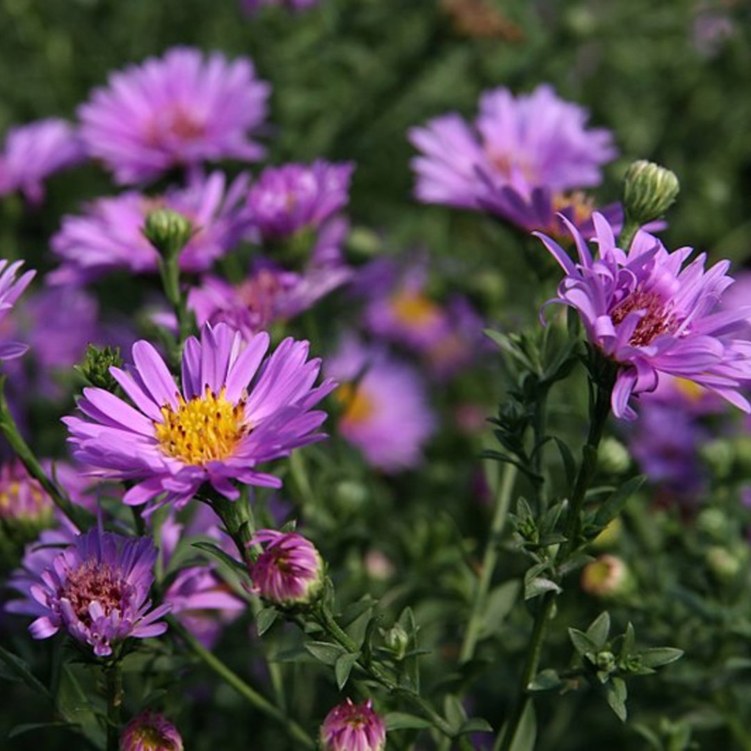 Aster Woods Purple 💜 Dense, mounding plants with rich purple blooms over fine textured foliage. Great for border fronts or edging. 

#herbaceousperennial #attractsbutterflies #BirdFriendly #WaterwisePlant #cuttingflowers #asters #southportncgardencenter #allinbloomsouthport