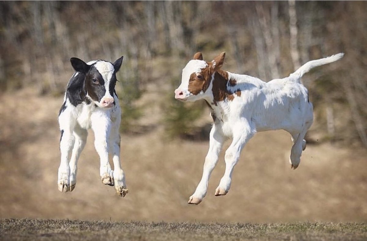 summitcofair's tweet photo. Jumping for Joy that is is FRIDAY!! Have a great weekend!! https://t.co/2RU6upZa0t #welovecows #2020fair #summitcountyfairgrounds https://t.co/LinJdaGWLV