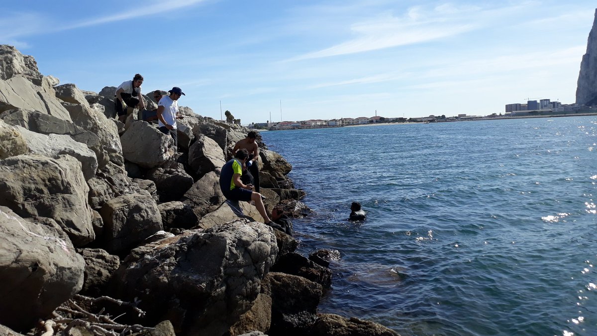liferemopaf's tweet photo. Realizando el segundo traslado de #Patella #ferruginea en La Línea de la Concepción, dentro del proyecto @liferemopaf. @ACCIONA @puertodemelilla @unisevilla @LIFEprogramme. Colaborando con nosotros el @PuertoAlgeciras https://t.co/INIhxck1dJ