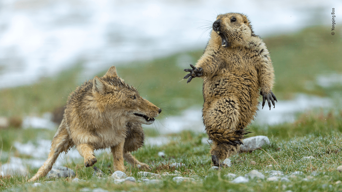 Cette marmotte terrifiée par un renard est la photo gagnante du Wildlife Photographer of the Year 2019

Voir tous les lauréats : ow.ly/5VUy50wOo4O