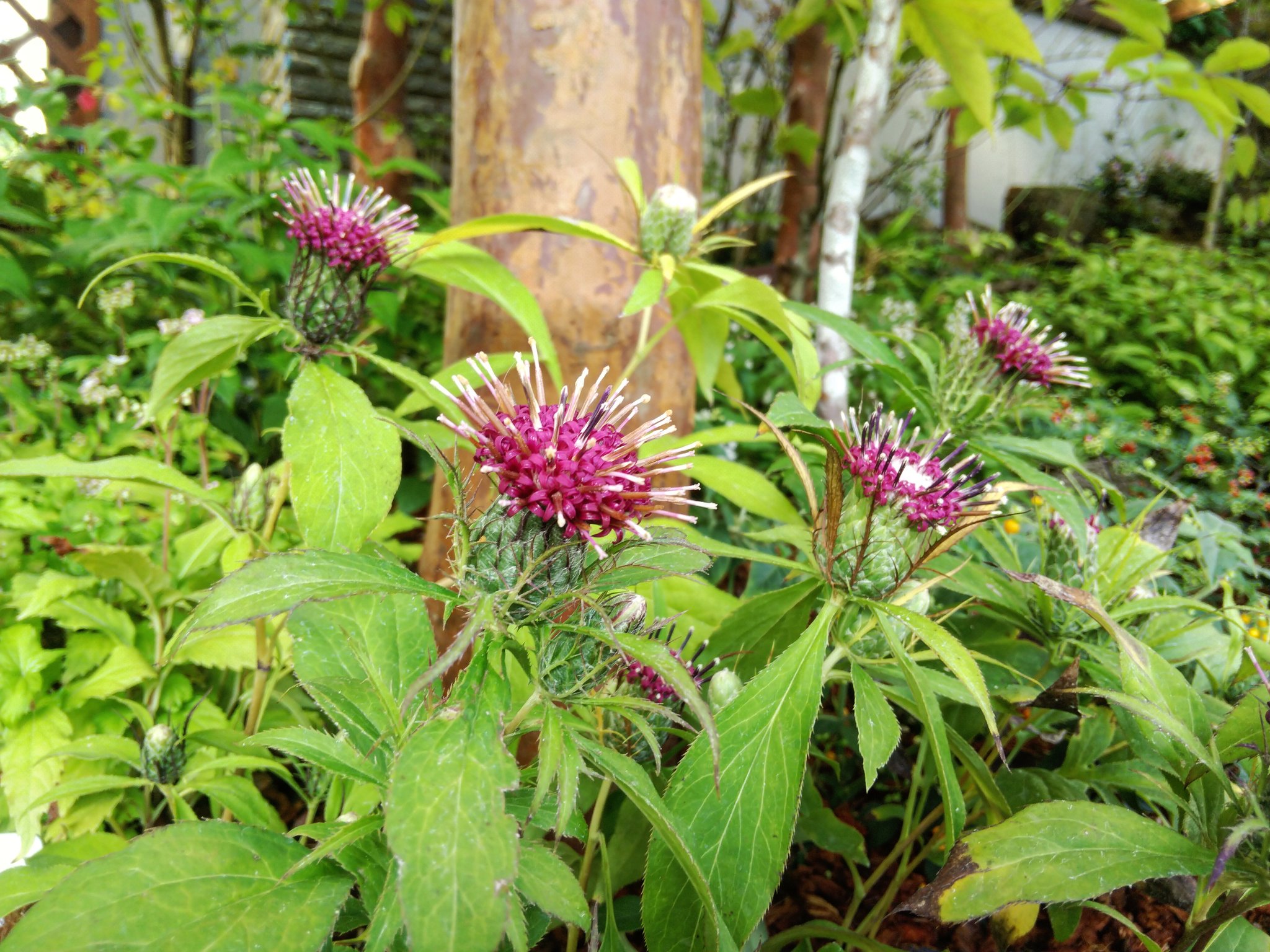 大千 花卉圖11 大千 花卉圖11