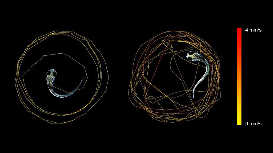 NadjaBrun's tweet image. Out now 🥳: Unravelling interdependent adverse effects of nanoplastics in #zebrafish. A collaborative symbiosis of @LeidenScience, @BristolBioSci, and @WHOI. nature.com/articles/s4200…