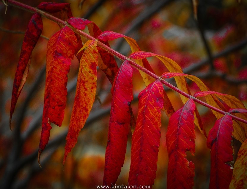 Shadows neath the sumac are blood red
soaking the autumn grasses
from frost-pale to a shade macabre
I sit awhile
picking leaves
stripping them to the bone