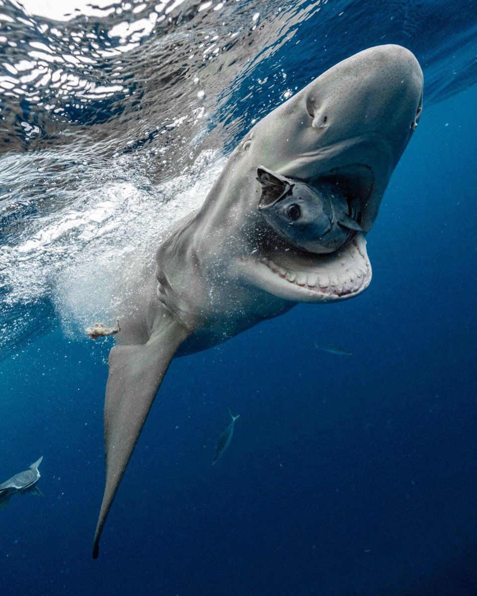 cipactli's tweet photo. Recent photos 🦈 https://t.co/vs4SplCQm7