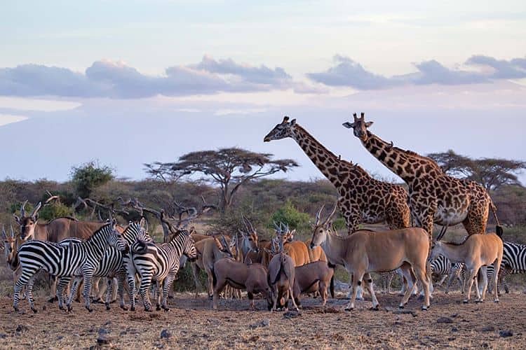 Amazing Tanzania, visit us let's trip together for adventure Safaris.
#traveling #tanzaniasafaris #Tanzania #tanzanianationalparks
#serengetinationalpark