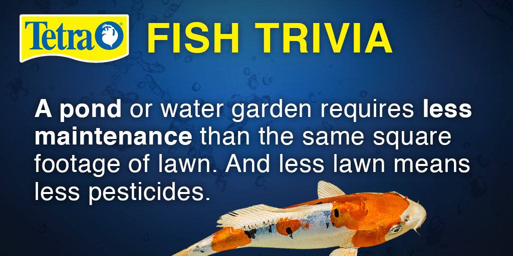 A #pond or #watergarden requires less maintenance than the same square footage of lawn. #tetrafunfact #funfishfactfriday