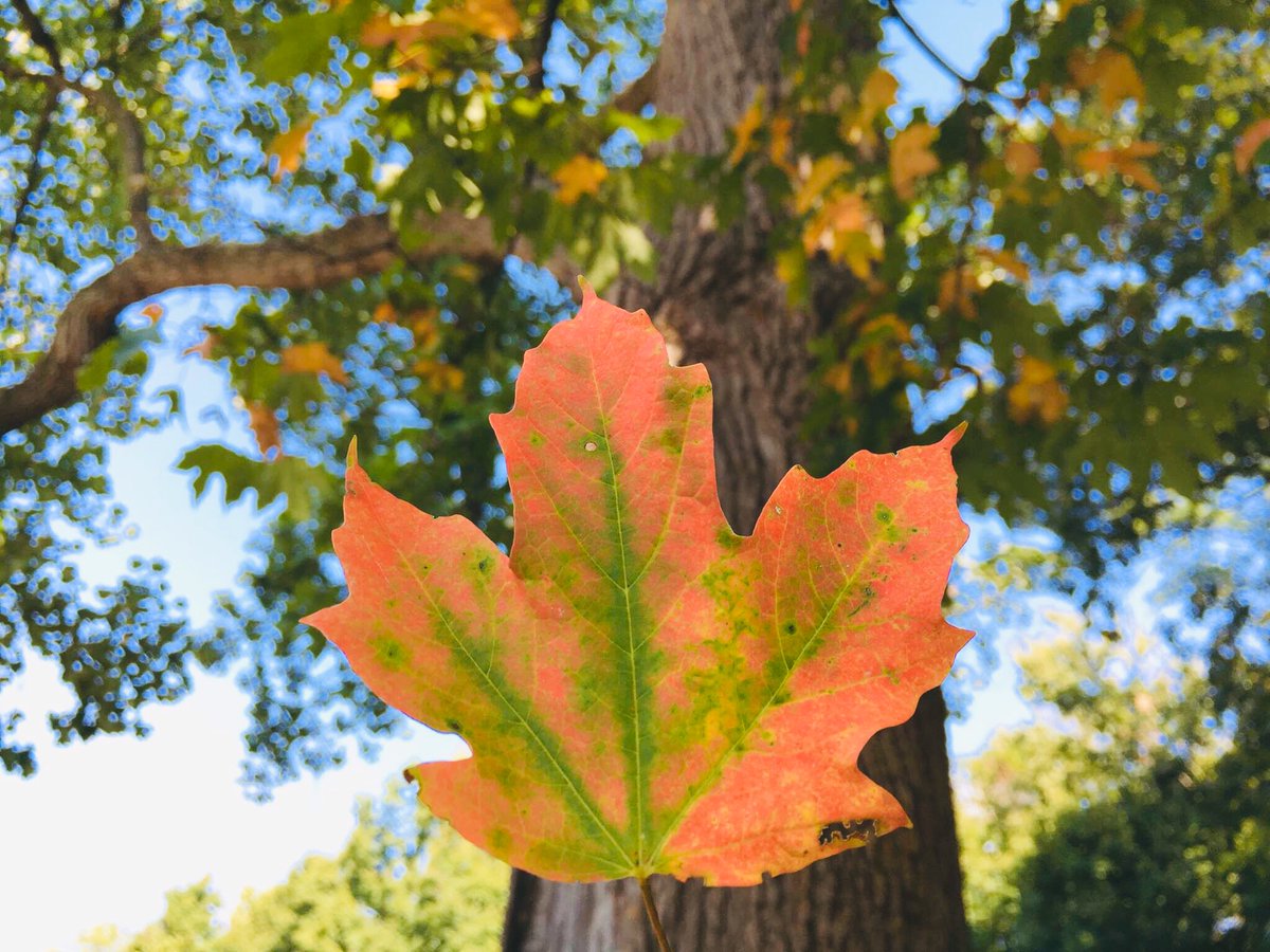 This Weekend in Indy Parks: 
👻 Hauntless Halloween at Holliday Park 
🎥 Vintage Movie Night at Garfield Park Arts Center 
🧛‍♂️ Hotel Transylvania 2 at Tarkington Park
🍎Apple Cider Press at Tarkington Park 

Make this weekend a spooktacular one, Indy: bit.ly/IndyParksEvent…