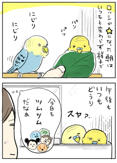 ロッシ最期の日の話。ブログ更新しました?本当にいつも通りでした。#老鳥ズ #セキセイインコ 