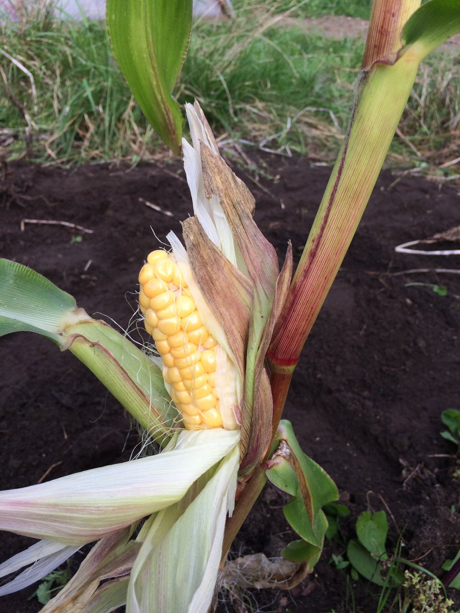 Steinschule NMS tweet media