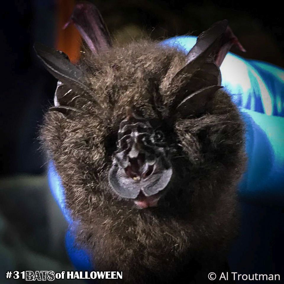 alyb_batgirl's tweet photo. #31BatsOfHalloween Day 18: Lesser Woolly Horseshoe Bat (Rhinolophus sedulus)
Named for horseshoe shape of their noses, this family of bats is found across Africa, Europe and Asia. This particular species is found mainly in Malaysia and Borneo.
Photo by @Al_n8ture https://t.co/OQwzjGvR8N